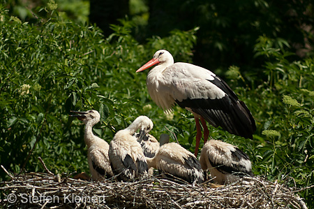 Weißstorch, Ciconia ciconia 029